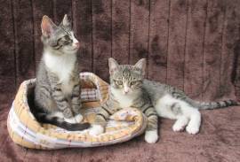 2 verschmuste Katzenbaby Katzenmädchen (3 Monate) 