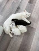 🐾❤️ 4 bezaubernde BKH/BLH Kitten suchen ihr Für-i