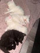 🐾❤️ 4 bezaubernde BKH/BLH Kitten suchen ihr Für-i