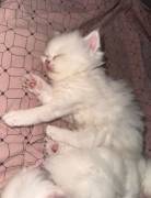 🐾❤️ 4 bezaubernde BKH/BLH Kitten suchen ihr Für-i