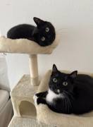 2 Europäische Kurhaarkater suchen Zuhause 