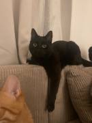 2 Europäische Kurhaarkater suchen Zuhause 