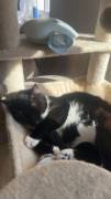 2 Europäische Kurhaarkater suchen Zuhause 