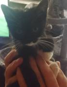 Die klein kitten suchen ein schönes Zuhause 