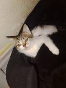 Die klein kitten suchen ein schönes Zuhause 