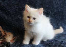 Heilige Birma Kitten mit Ahnentafel,