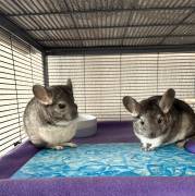 Zwei Chinchilla-Damen suchen ein neues Zuhause
