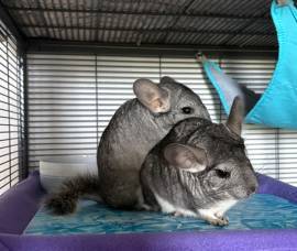 Zwei Chinchilla-Damen suchen ein neues Zuhause