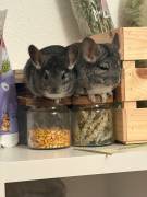 Zwei Chinchilla-Damen suchen ein neues Zuhause