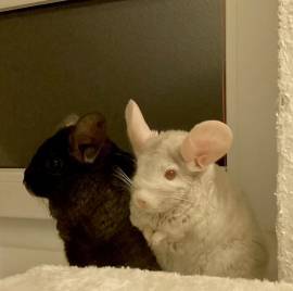 2 Chinchillas wegen Umzug dringend abzugeben