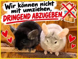 2 Chinchillas wegen Umzug dringend abzugeben