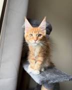 Maine Coon Kitten aus liebevoller Aufzucht