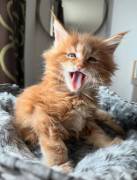 Maine Coon Kitten aus liebevoller Aufzucht