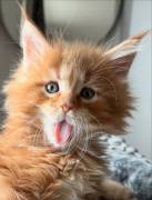 Maine Coon Kitten aus liebevoller Aufzucht