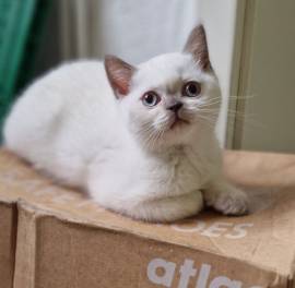 Britisch kurzhaar Kater such noch ein Zuhause