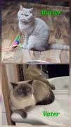 Britisch kurzhaar Kater such noch ein Zuhause