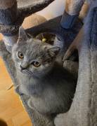 Britisch Kurzhaar Kitten 