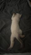 Bkh Kater