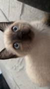Bkh Kater