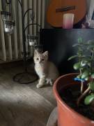 🐱 Wunderschöne, ruhige Hauskatzen abzugeben 🐾  W