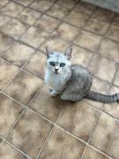 🐱 Wunderschöne, ruhige Hauskatzen abzugeben 🐾  W