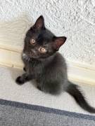 4 kitten abzugeben