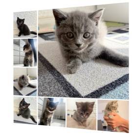 4 kitten abzugeben