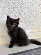 4 kitten abzugeben
