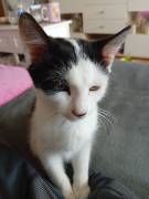 BKH Kitten Kätzchen 17 Wochen alt Lucy 