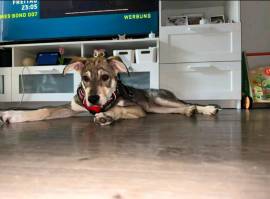ACE – JUNGER ENTDECKER SUCHT SEINE MENSCHEN