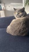 Liebe BKH-Dame sucht ruhiges Zuhause
