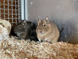 Drei Degu Mädchen