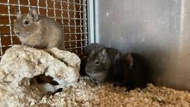 Drei Degu Mädchen