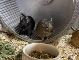 Drei Degu Mädchen