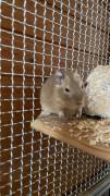 Drei Degu Mädchen