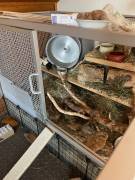 Drei Degu Mädchen