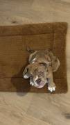 Verkaufe Old English Bulldog Welpen
