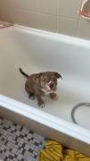Verkaufe Old English Bulldog Welpen
