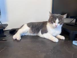 Katze sucht liebevolles zuhause