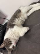 Katze sucht liebevolles zuhause