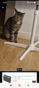 BKH 2 Kater Brüder Idefix &amp; Benchy Braun Grau 