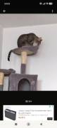 BKH 2 Kater Brüder Idefix &amp; Benchy Braun Grau 