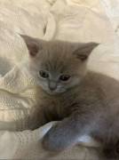 🐾 Reinrassiges BKH-Katzenbaby – Silver Tabby mit 