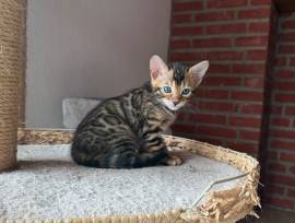 5 Süße Bengal Kitten suchen Ihr Zuhause 