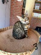 5 Süße Bengal Kitten suchen Ihr Zuhause 