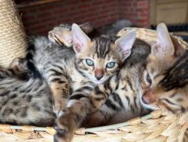 5 Süße Bengal Kitten suchen Ihr Zuhause 