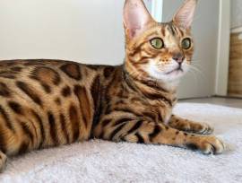 Wunderschöne Bengalkatze mit Stammbaum