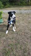 ❤️ KORA – KLEINE TRICOLOR-SCHÖNHEIT SUCHT IHRE FAM