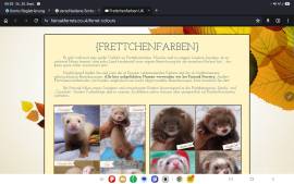 Suche 2 frettchen weiblich feen