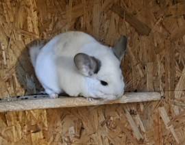 Chinchillas Damen suchen ein neues Zuhause
